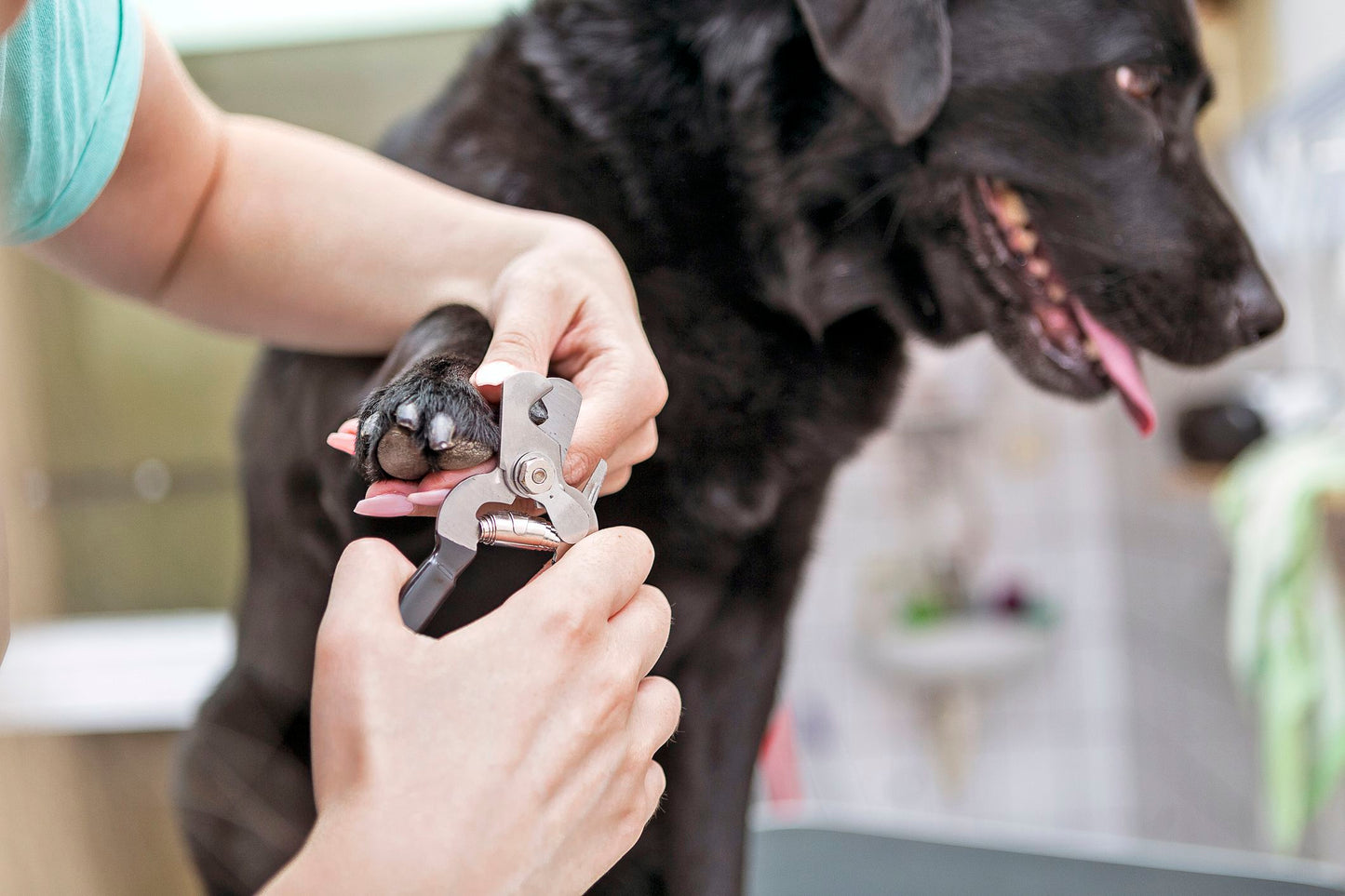 Nail Trim